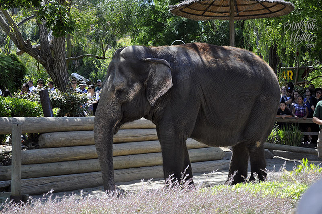 SFBay.ca Uses Six Flags Discovery Kingdom Elephant Photo